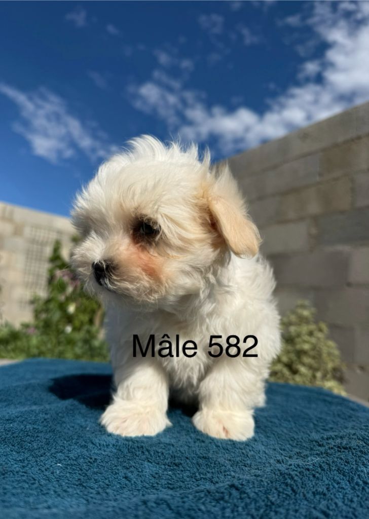 de la Vigne del Rey - Chiots disponibles - Bichon maltais