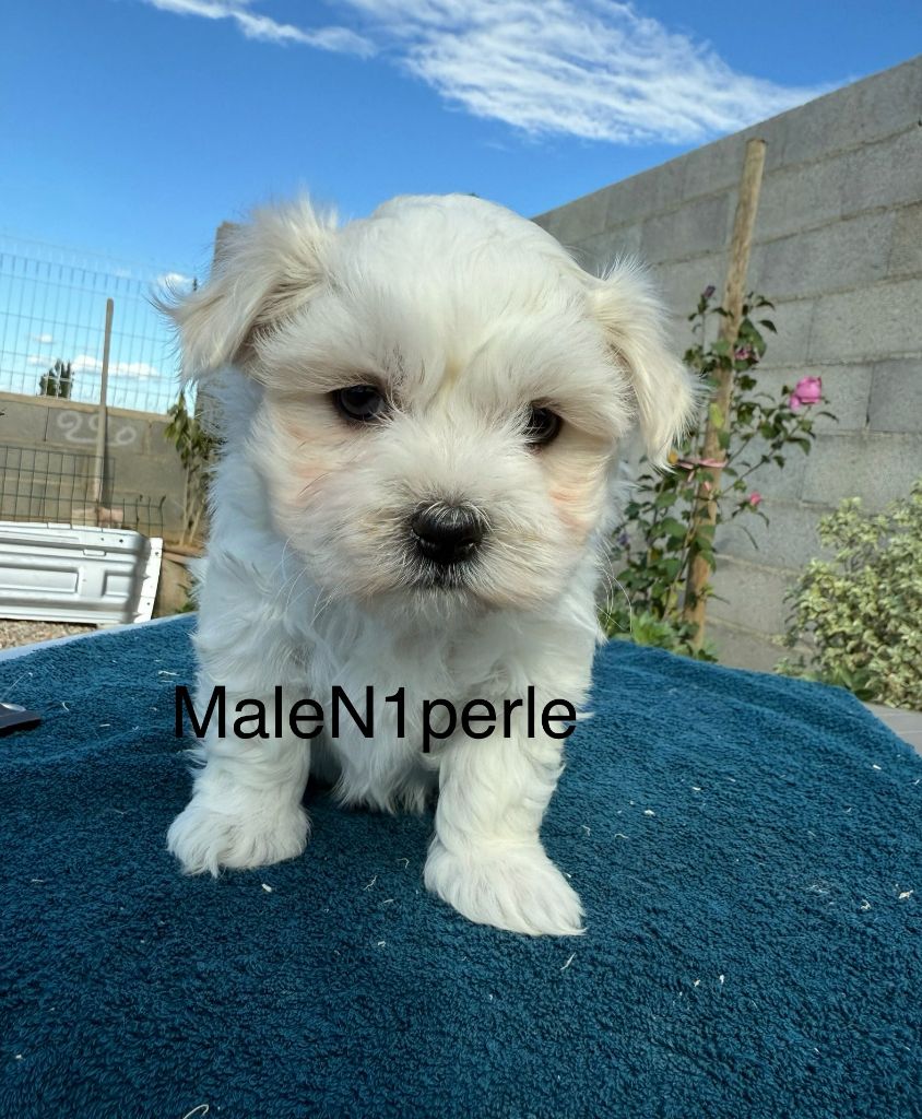 de la Vigne del Rey - Chiots disponibles - Bichon maltais
