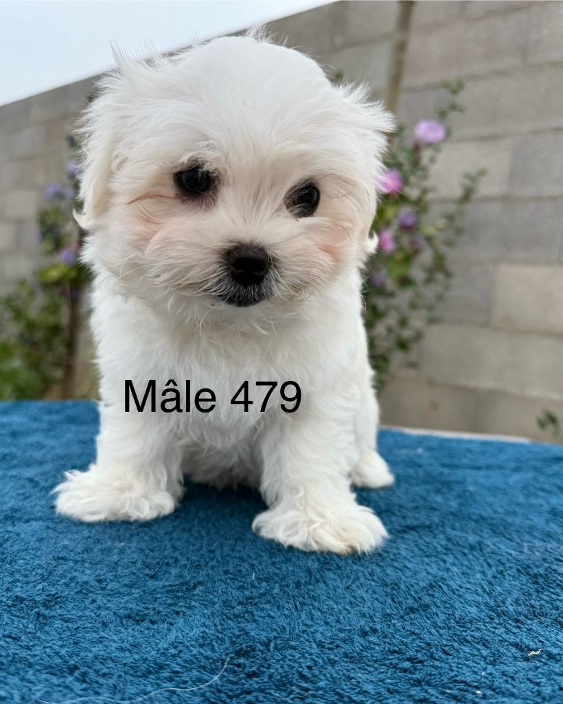 de la Vigne del Rey - Chiots disponibles - Bichon maltais