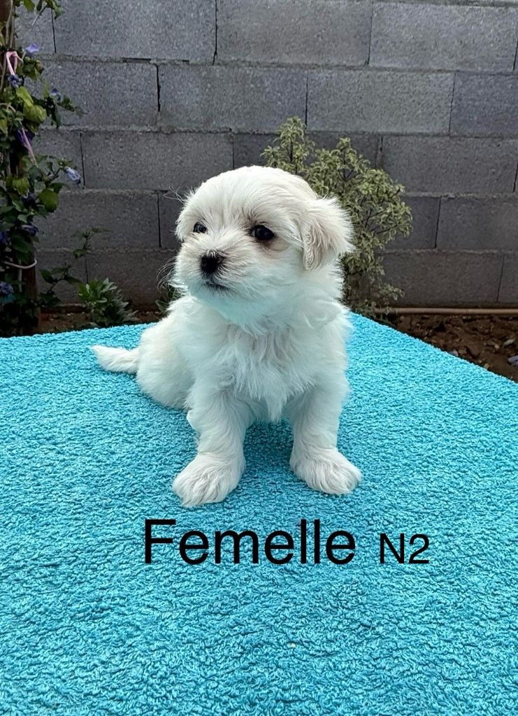 de la Vigne del Rey - Chiots disponibles - Bichon maltais