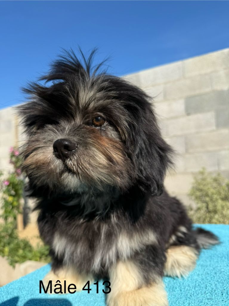 de la Vigne del Rey - Chiots disponibles - Lhassa Apso