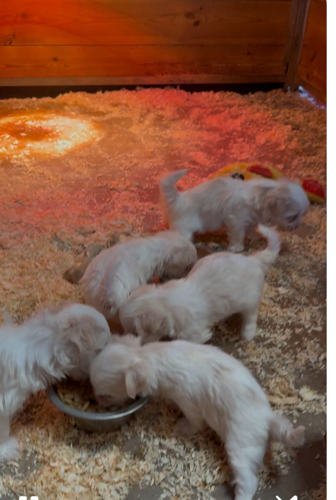 de la Vigne del Rey - Chiots disponibles - Bichon maltais
