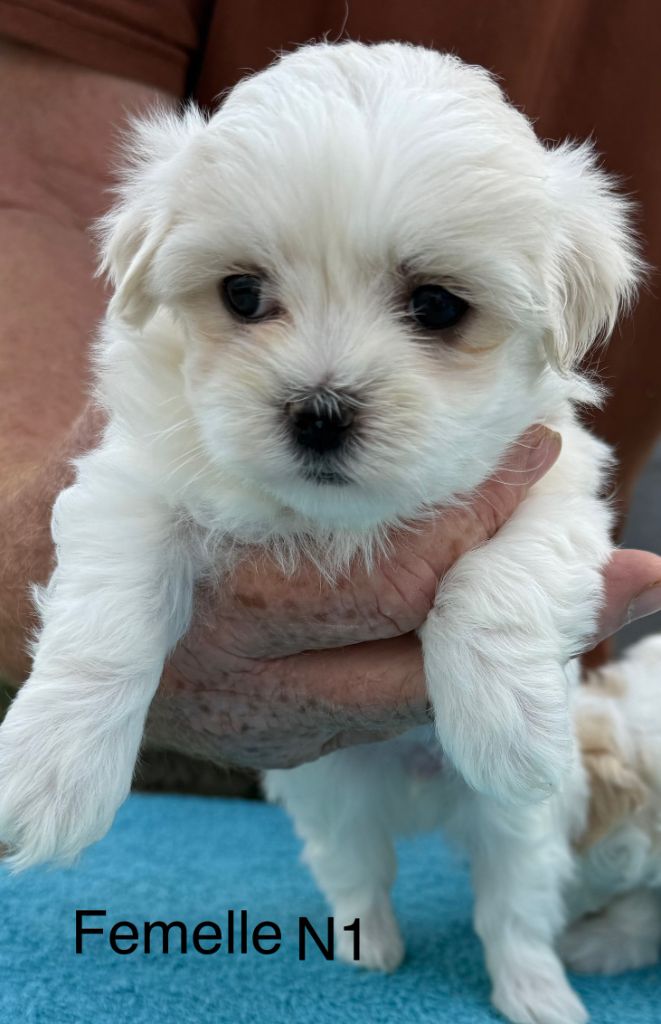 de la Vigne del Rey - Chiots disponibles - Bichon maltais