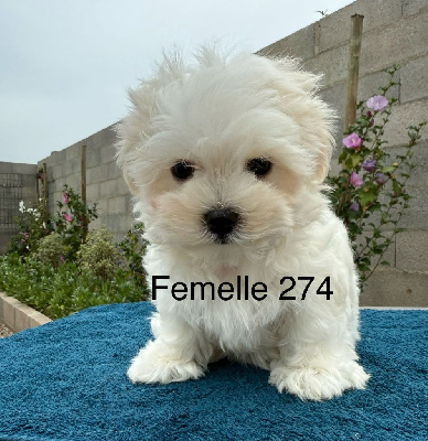 CHIOT 3
