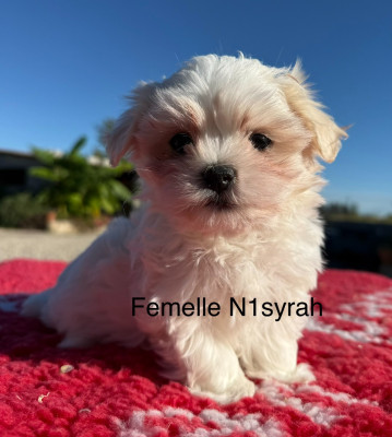 Chiot N°2