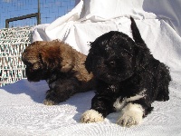 CHIOT