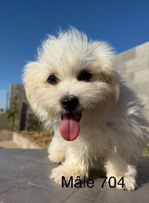 CHIOT 3