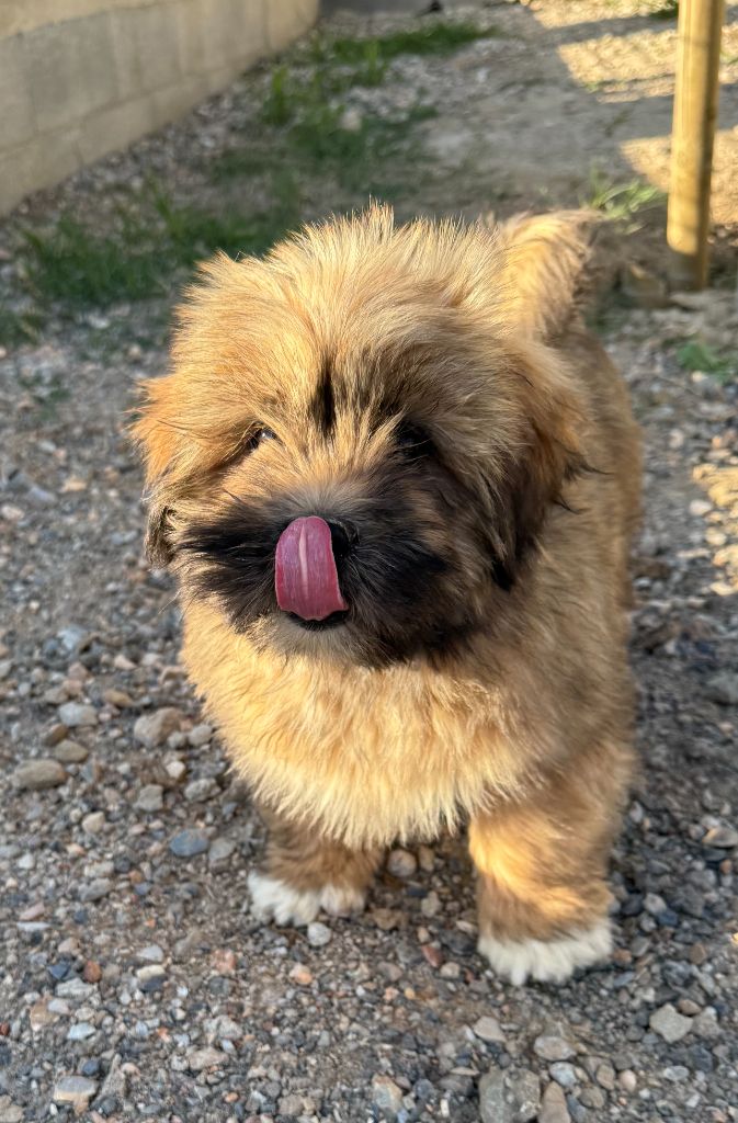 de la Vigne del Rey - Chiots disponibles - Lhassa Apso