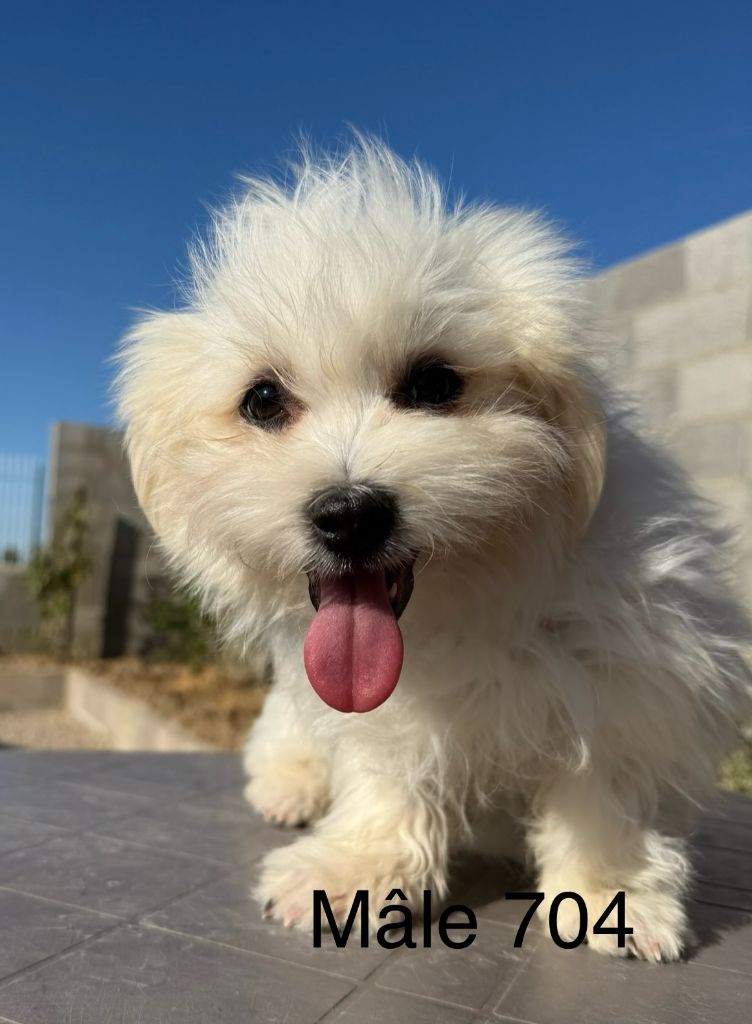 de la Vigne del Rey - Chiots disponibles - Bichon maltais