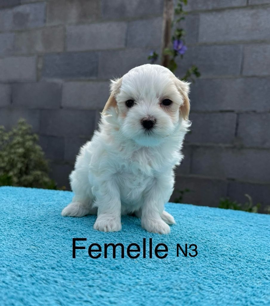 de la Vigne del Rey - Chiots disponibles - Bichon maltais