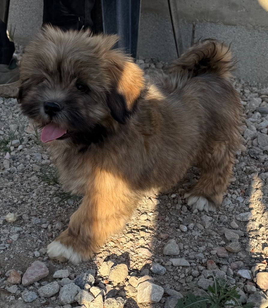 de la Vigne del Rey - Chiots disponibles - Lhassa Apso