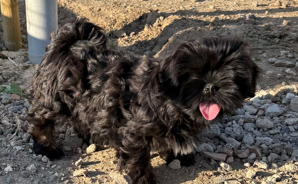 de la Vigne del Rey - Chiots disponibles - Lhassa Apso